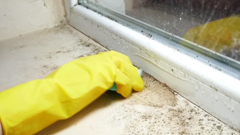 Trusted Neptune City, NJ Mold Removal Experts